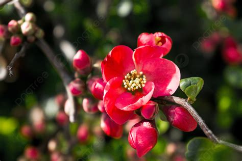 紅梅花樹